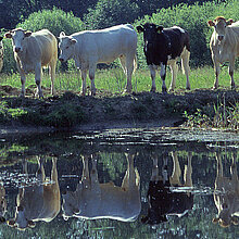 Die Tongrube mit den angrenzenden Grünlandflächen wird mit Rindern beweidet.