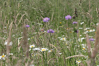 Werand in den Baumbergen bei Nottuln im Frühsommer: Glatthaferwiese mit der Kennart AckerWitwenblume (Knautia avensis). Die Blühphase beginnt Anfang Juni und dauert bis September, so dass sie sogar im 1. und 2. Wiesenschnitt dabei ist. Als weitere Kennart ist häufig die Wiesen‐Margerite mit von der Partie.