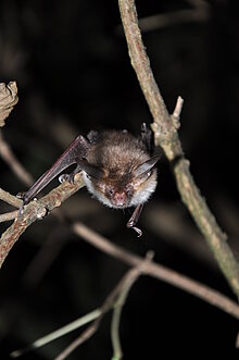 Bechsteinfledermaus (M. Olthoff)