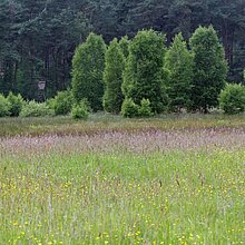 Blühende Feuchtwiese im Juni vor dem ersten Schnitt FFH‐Gebiet Borkenberge (Lüdinghausen)
