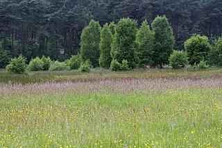 Blühende Feuchtwiese im Juni vor dem ersten Schnitt FFH‐Gebiet Borkenberge (Lüdinghausen)