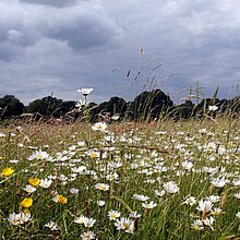 Margeriten (Leucanthemum vulgare) auf einer Glatthaferwiese im NSG Tiergarten.