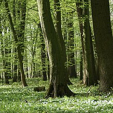 Stieleichen-Hainbuchenwald. Im Frühjahr prägt ein Teppich aus Buschwindröschen den Waldboden.