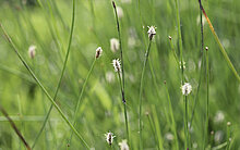 Eleocharis_palustris