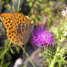 Der Kaisermantel (Argynnis paphia) ist der größte einheimische Perlmutterfalter und lässt sich vom Wegesrand aus im NSG Ichterloh beobachten.