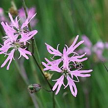 Kuckucks-­Lichtnelke (Lychnis floscuculi). In NRW im Bestand gefährdet (Rote Liste NRW 2020)