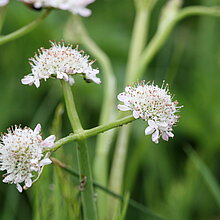 Pferdesaat (Oenanthe fistulosa)