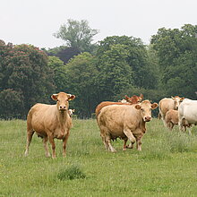 Rinderweide im NSG Tiergarten