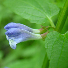 Sumpf-Helmkraut (Scutellaria galericulata)